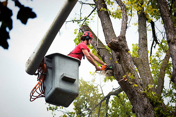 Best Leaf Removal  in Gadsden, AL